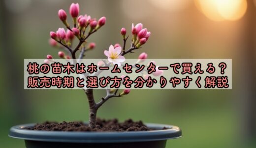 桃の苗木はホームセンターで買える？販売時期と選び方を分かりやすく解説