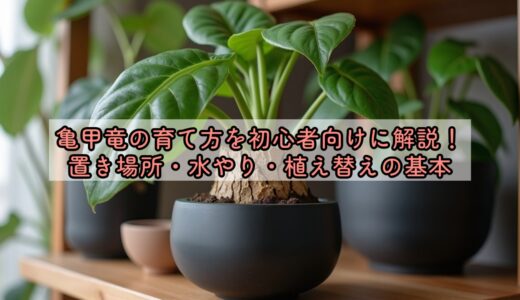 亀甲竜の育て方を初心者向けに解説！置き場所・水やり・植え替えの基本